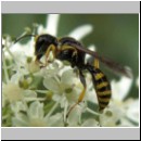 Ectemnius lituratus - Grabwespe m01.jpg